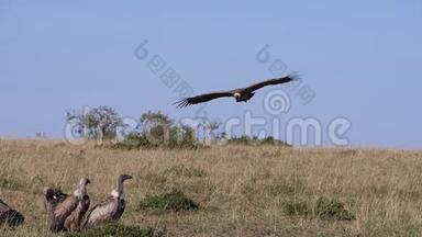 非洲白人支持<strong>秃鹫</strong>，非洲陀螺，鲁佩尔`<strong>秃鹫</strong>，罗佩利，集体吃卡卡斯，马赛马拉公园在肯尼亚